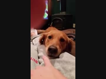 本格的に歌う犬ｗｗｗ