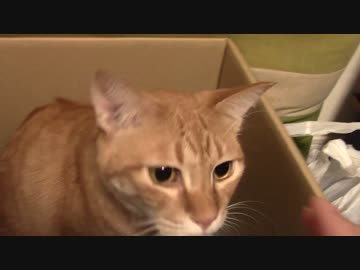 拾いねこ＠生後855/822日　匠さんが自転車でひっくりこけました