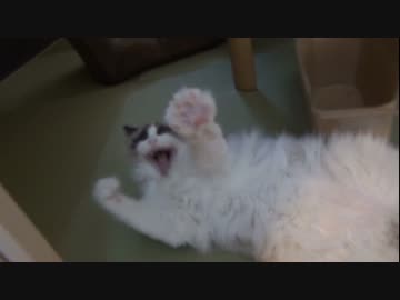 ラグドールのレオ　Vol.49 挙手する猫　ノシ