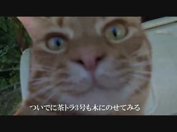 【公園猫戦争】秋空の下の茶トラ3兄弟の周囲に異変発生