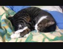 うちの猫の寝姿を撮影してみた（１１月４日）
