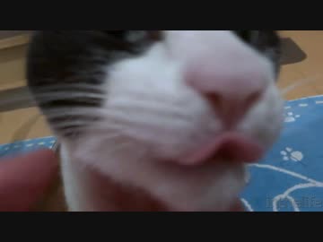 一晩ぶりに2秒でにゃんこ♪