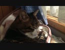 うちの猫の寝姿を撮影してみた（１１月５日）