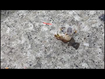 【小樽】　北海釣り日記　part05　【シャコ・根魚釣り】