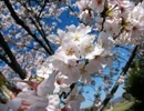 プロの音源お借りしてMIXしてみた！千本桜！