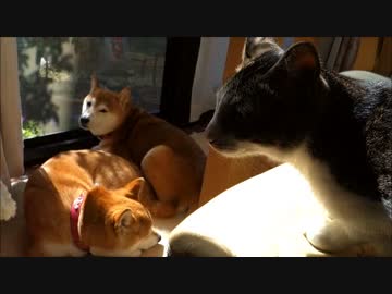柴犬ひかいちと猫ミルキーの窓辺でまったり時間