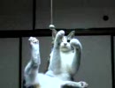 特訓　猫パンチ