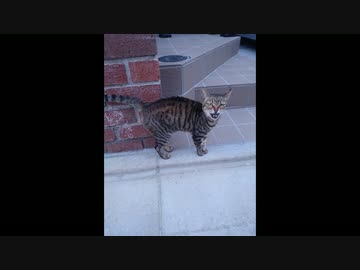 【公園猫戦争】？　ねこかますさんに会いに行ってきた？