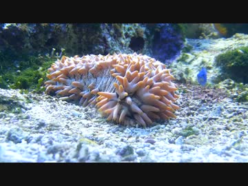 【江ノ島水族館】なまこなまこなまこー