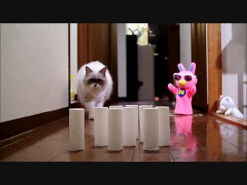 うちの猫がたのもしくみえてしまう錯覚