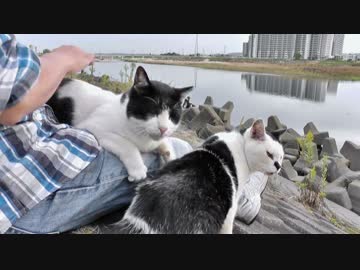 すねこすりの城【魚くれくれ野良猫】