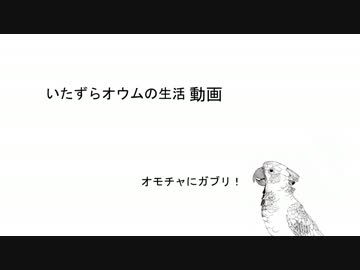 オウムがズザザー