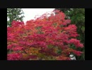 ビグスクツーリング　紅葉の龍神スカイライン