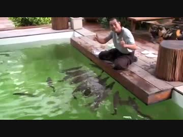 人懐っこいピラルクーとおっさん