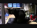 【生後202日】きょうの仔猫【蒼民家の猫々】