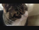 うちの猫の寝姿を撮影してみた（１１月７日）