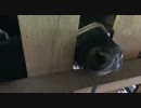 あの兄弟牛