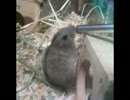 ステップレミングの赤ちゃん