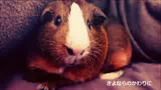 【カザヨリ】さよならのかわりに【歌わせて頂きました】