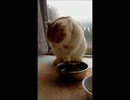 牛角の日常【猫動画】