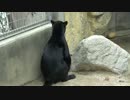 神戸市立王子動物園の黒ジャガー「ミワ」生後11か月ぐらい