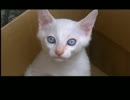 【実況】JKの頭の中からお送りしています part18【アナザーマインド】