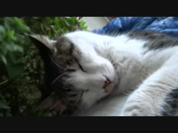 最強に人懐こい野良猫、膝の上で酔っ払う