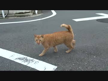 【公園猫戦争】公園猫随一のアホの子と散歩してみた