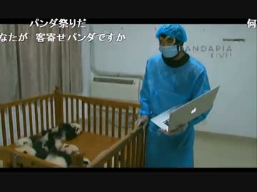 パパになった横山緑、中国・成都のパンダに子育てを学びにいく生放送 5/5