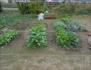 市民農園を借りて野菜を作ってみる【10週目】