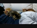 【拾い猫】パパの背中争奪戦
