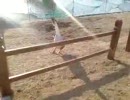 とりが、ないた