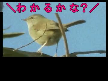 やる夫と学ぶ【野鳥を見分けるコツ】後編