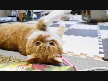 【マンチカンズ】マンチカン一家バトル勃発