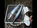 【秋刀魚】星屑の俺達と炭火焼　その１【煎り酒】