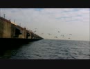 【羽ばたく海鳥】海から見たら、ひたすた海鳥が飛んで行く
