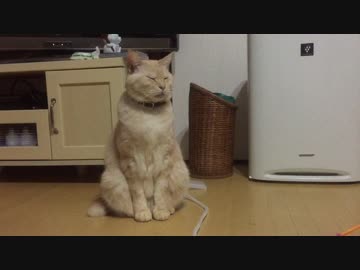 眠気を我慢するネコ