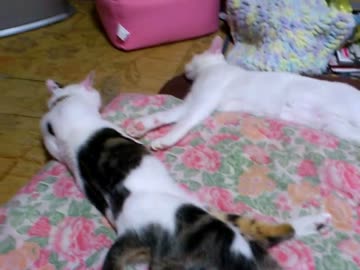 ストーブでだめになる子猫たち