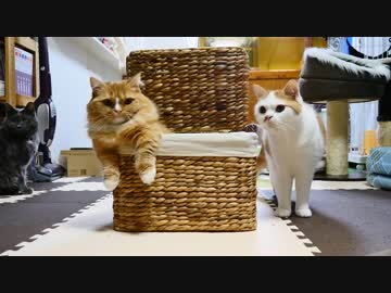 【マンチカンズ】かご猫マンチカン