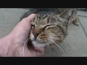 【公園猫戦争】公園を支配する暴虐の猫、完璧猫へと変貌する