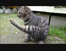 とある田舎の猫事情　～ちび三兄妹、元服～