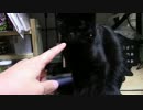 【生後205日】きょうの仔猫【蒼民家の猫々】