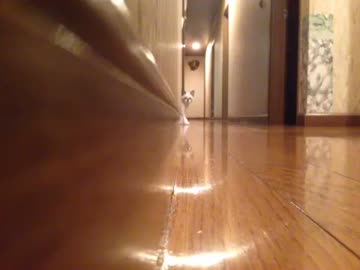 変な歩き方をするネコ