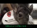 【チンチラ】鏡の国のLUCK♪