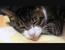 うちの猫の寝姿を撮影してみた（１１月１２日）