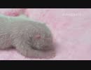 20140721 AM1010 月亮産室 成就はお腹がすいたようで、保育器の中でお乳を探している。