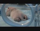 20140805 AM104100 月亮産室 成就は保育器の中で動いている。