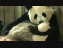 20140924 太陽産室 毛毛は星願を抱いている。二人は楽しそうに遊んでいる。