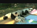 20141005 太陽産室 赤ちゃんたちは木の板で日光浴。