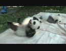 20141005 月亮産室 連れられて行った七巧はすぐに戻された。珍多はじたばたもがいて向きを変えようとしている。